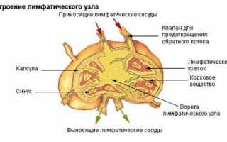 Почему увеличиваются лимфоузлы при гепатите С