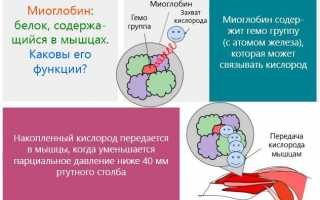 Строение белка миоглобина